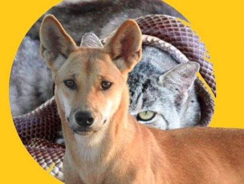 Dingoes are not very good at controlling feral cats
