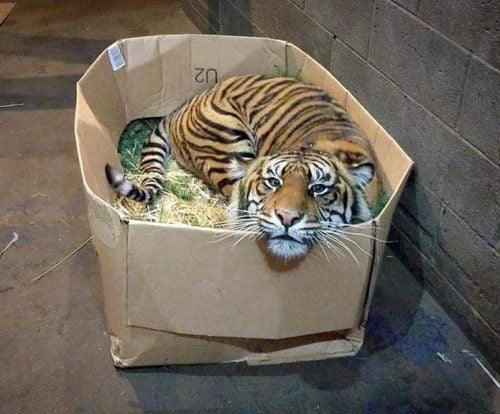 Do big cats like boxes? Yes, because they are like dens to females