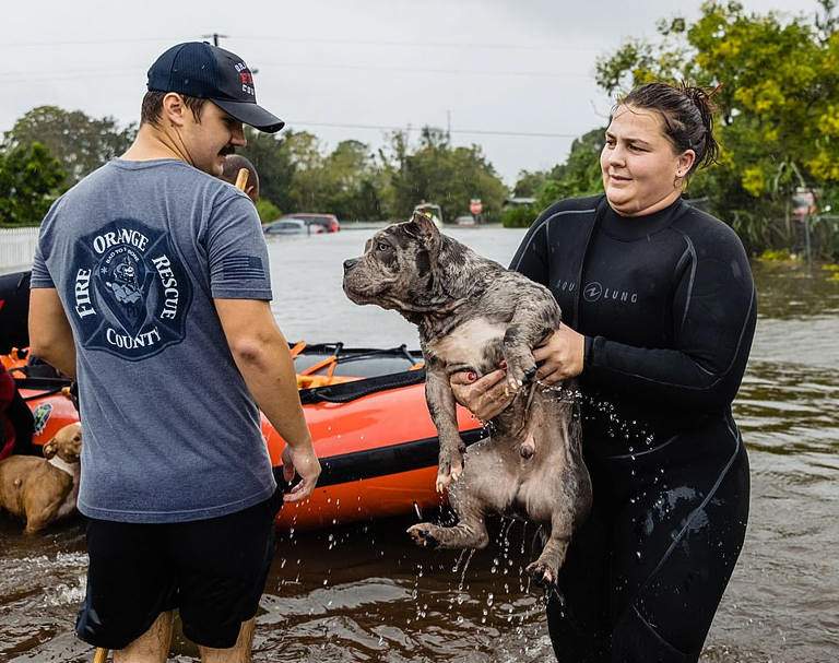 Dog rescued in flooded Orange County, Florida after Hurricane Ian