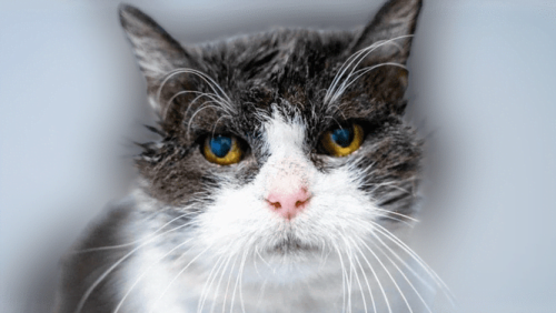 90% of elderly cats have OA