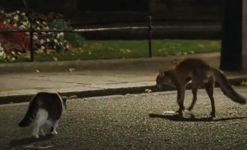 Larry the cat at Number 10 chases away a fox from his territory