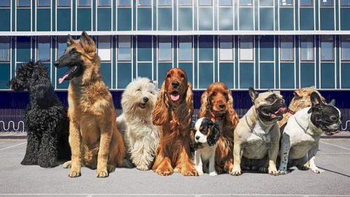 Many dog breeds. Far more than the number of cat breeds