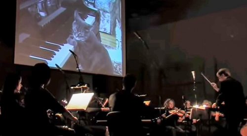 Nora the Piano Cat plays in a concerto composed by Lithuanian composer, Mindaugas Piečaitis