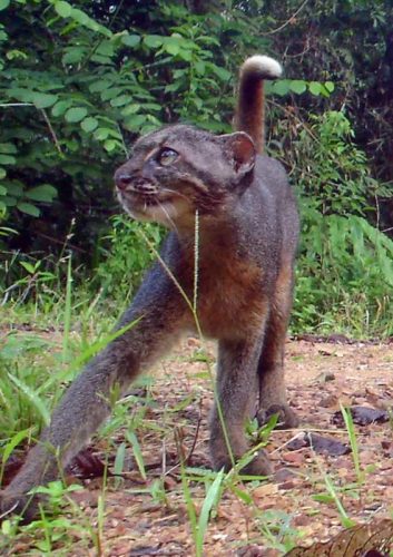 Picture of a Borneo Bay cat