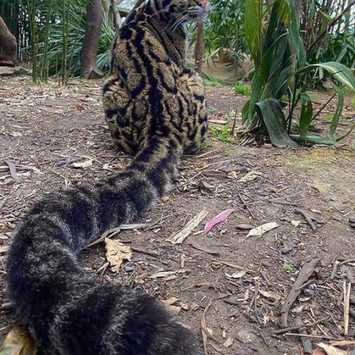 Picture of the longest cat tail