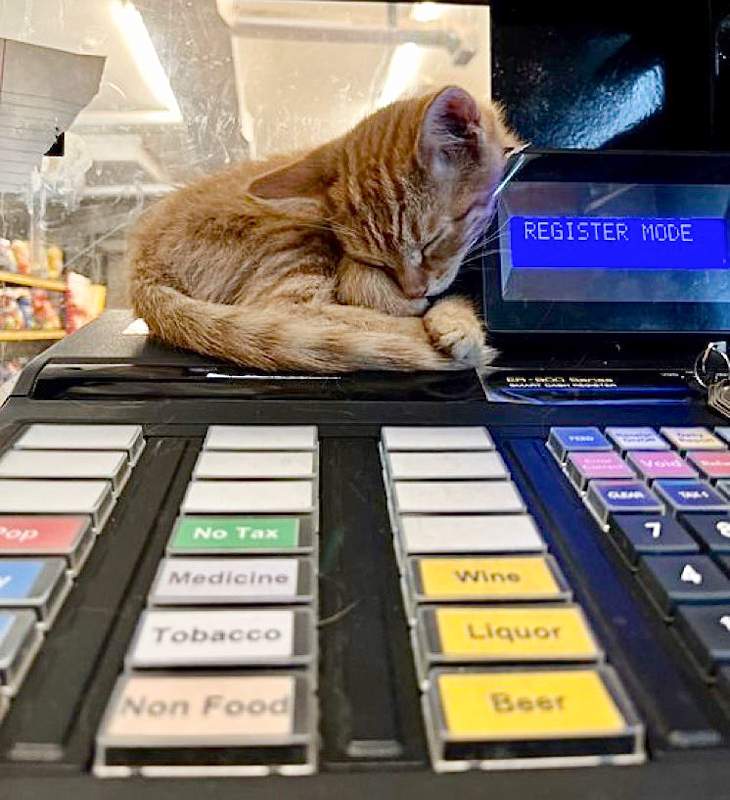 Beautiful ginger tabby Bodega cat enjoying the heat coming out of a till in a shop.