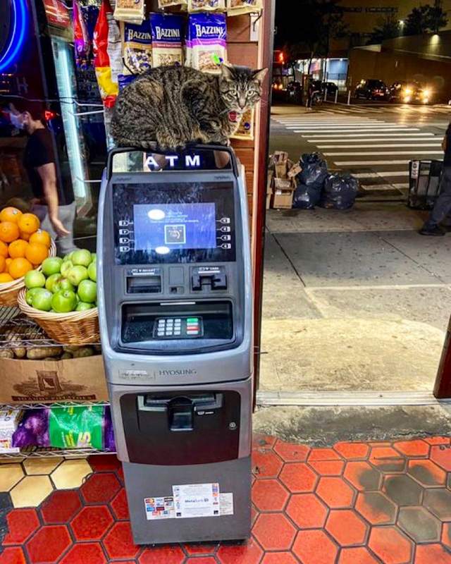 Bodega cat enjoying the high advantage point and heat coming from an ATM machine in the shop.