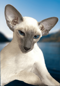 I believe that modern Siamese cats can have weakened immune systems which can shorten lifespans