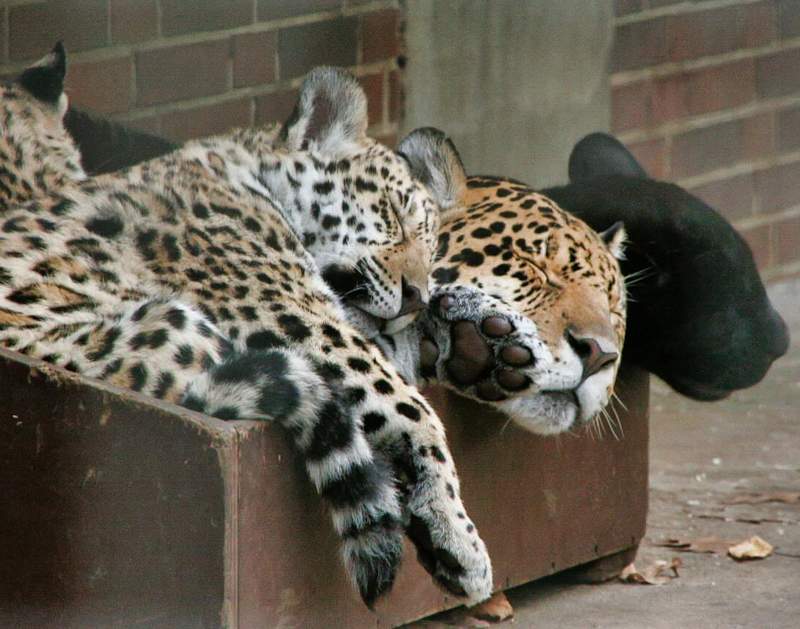 Three leopards one melanistic enjoying a box
