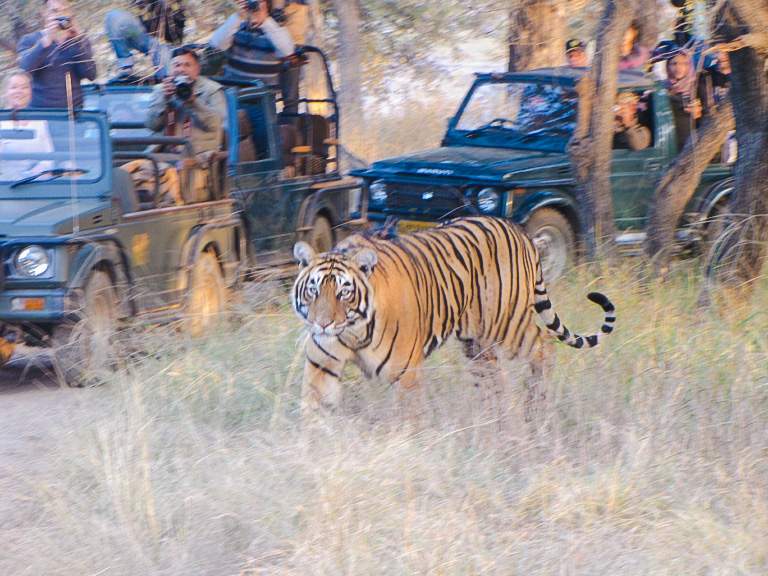 Tourist vehicles near a tiger at Sariska Tiger Reserve