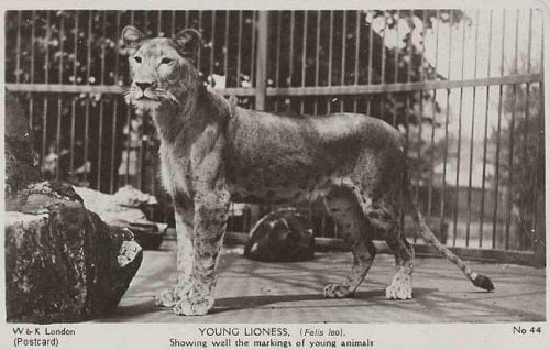 Young lioness with spots from an old postcard