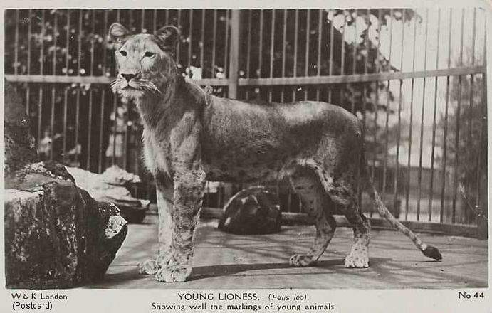 Young lioness with spots from an old postcard