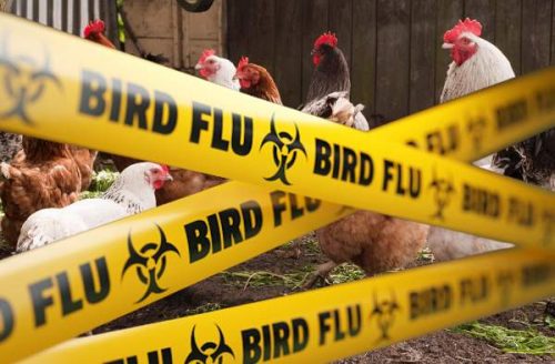 Bird flu on poultry farm
