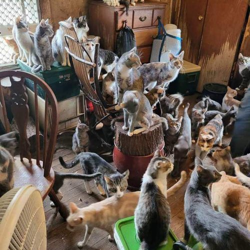 84 cats in one room. There were 2 a couple of years ago