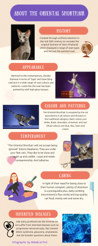 Infographic about the Oriental Shorthair