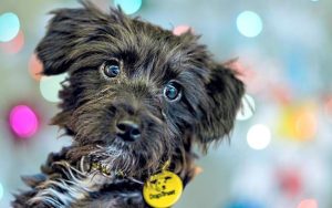 Dogs Trust rescue dog