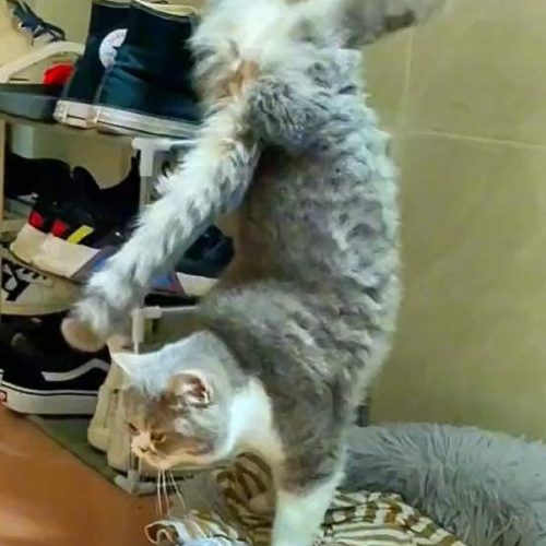 Domestic cat performing walking handstand