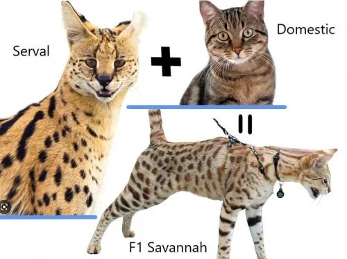 Domestic cats can and do mate with many species of wild cat
