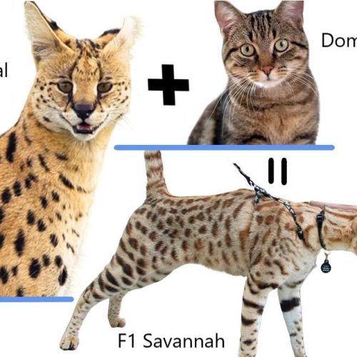 Domestic cats can and do mate with many species of wild cat