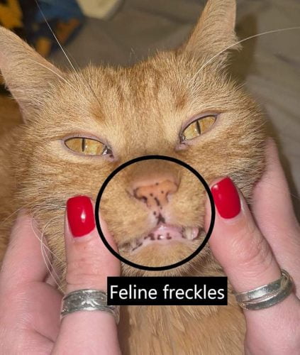 Feline freckles on a ginger tabby which upsets the owner