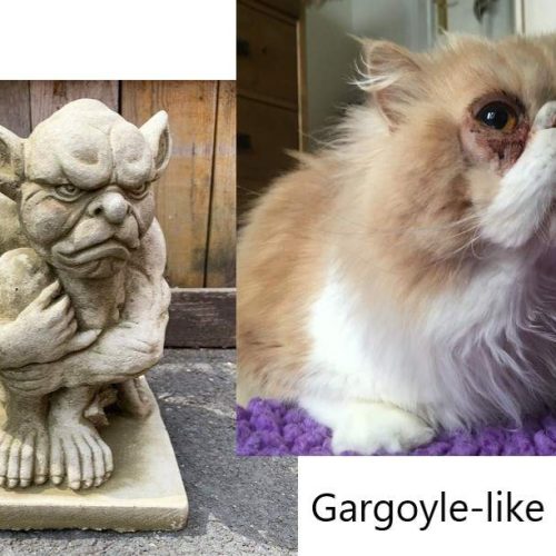 Gargoyle-like Persian cat