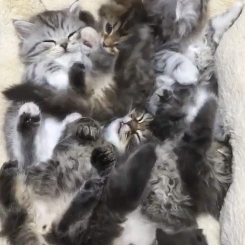 Kittens