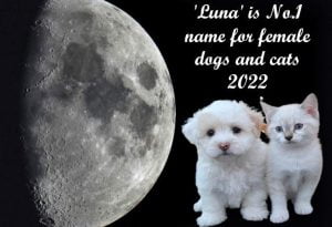 'Luna' is the most popular female cat and dog name 2022