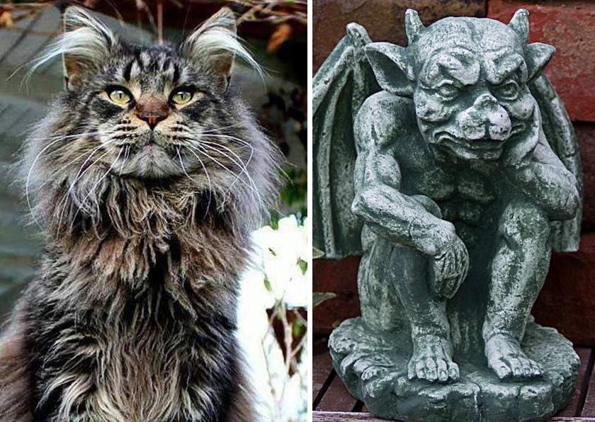 Maine Coon with a hint of gargoyle