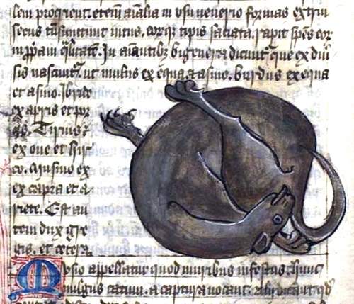 Medieval cat butt licking