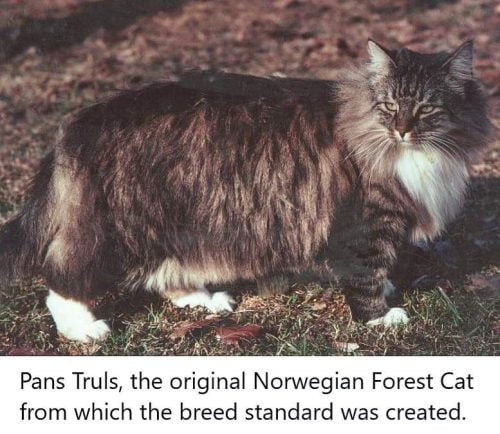Pans Truls. The original Norwegian Forest Cat