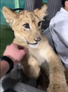 Pet lion cub in palace in Qatar during the World Cup 2022