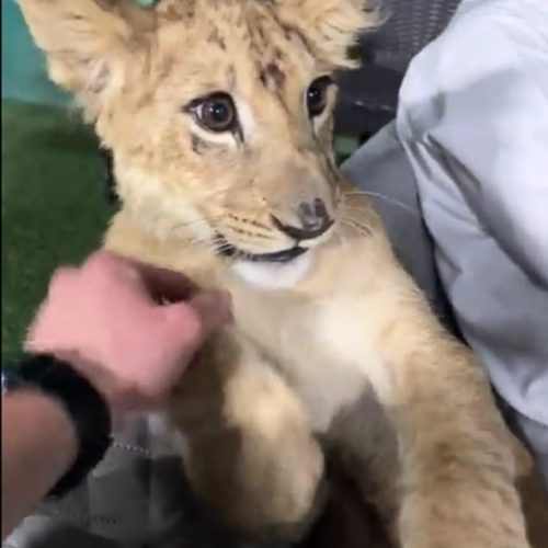 Pet lion cub in palace in Qatar during the World Cup 2022