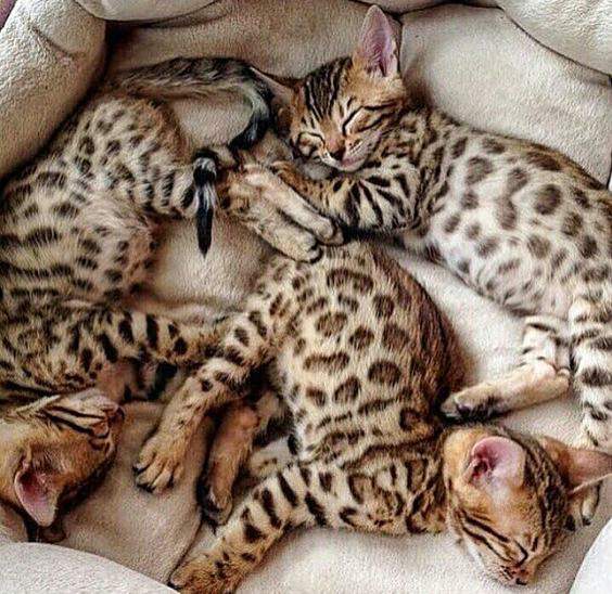 Four desirable Bengal kittens looking healthy
