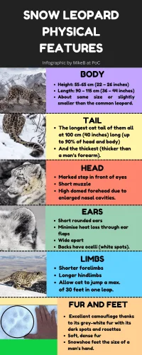 Infographic on snow leopard physical features