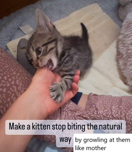Stopping a kitten biting a hand by growling at them like their mother