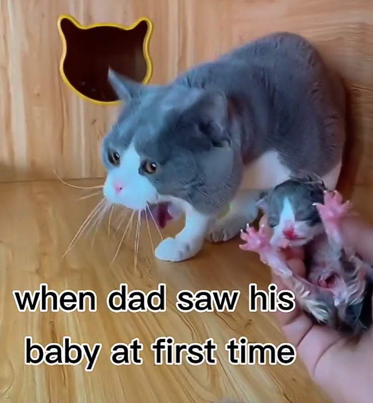 When dad saw his kitten for the first time