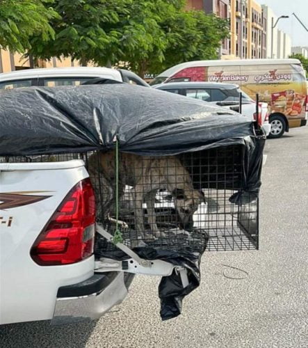 With the world's eyes on Qatar, authorities are desperate to show a positive image by cleaning up the streets of stray animals