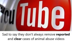 YouTube don't always remove clear examples of reported animal abuse videos