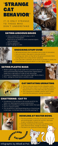 Infographic on 'strange cat behaviour'