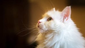 Domestic cat innocence is charming