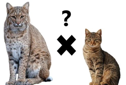 Can a domestic cat mate with a domestic cat and produce offspring?