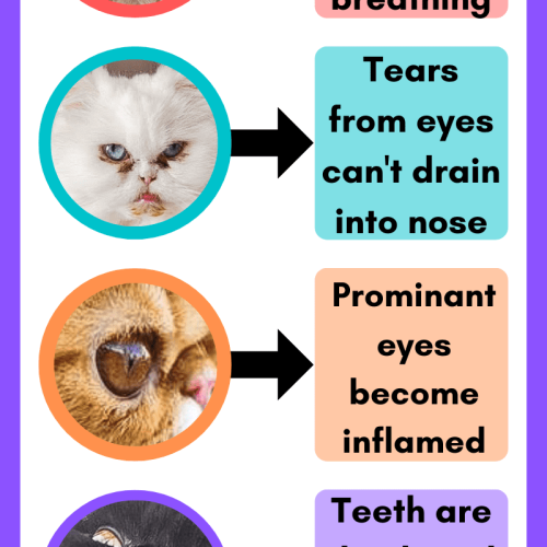 Flat face Persian health