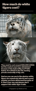 How much do white tigers cost?