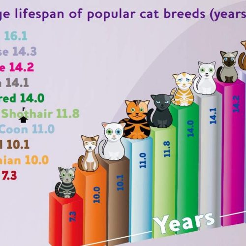 Lifespan of selected purebred cats UK