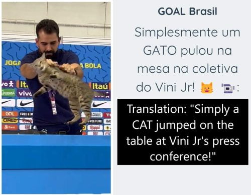 Media officer to Brazil's football team at World Cup in Qatar brutally grabs a stray cat from the table and dumps it