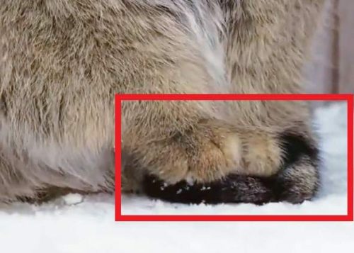 Pallas's cat places its tail under its forepaws to keep the paws warmer when on snow