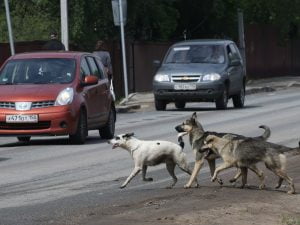 Stray dogs in Russia