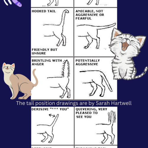 Tail positions can keep the peace in multi-cat homes