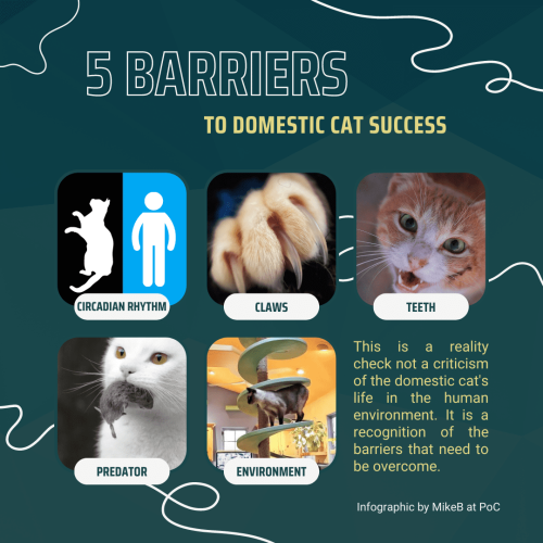 5 barriers to domestic cat success