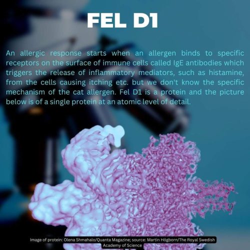 Why does the Fel D1 protein cause an allergic response?